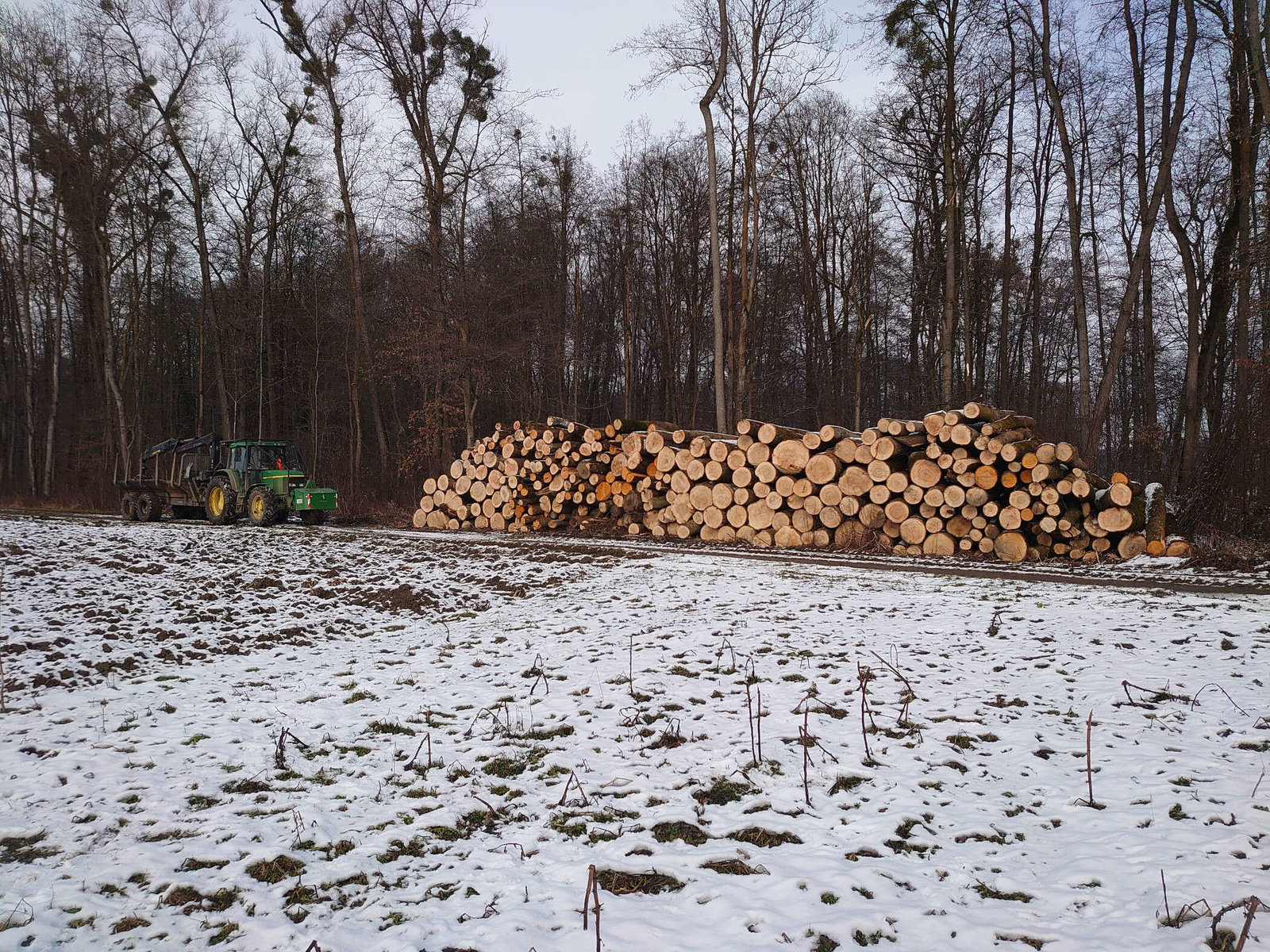 Baumfällung in Vogau von Forstunternehmen Julian Macek