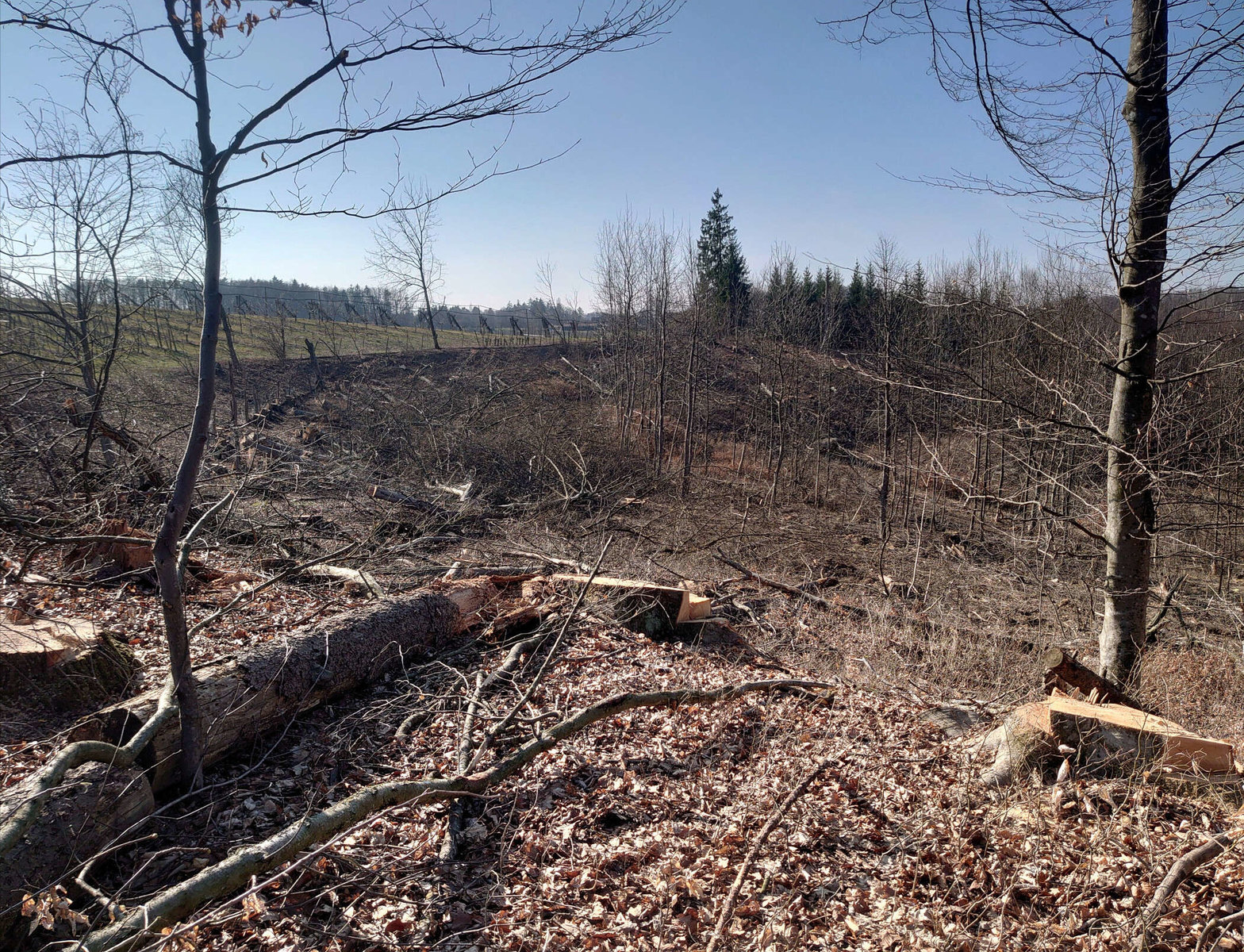 Baumschlägerung im Grubtal von Forstunternehmen Julian Macek