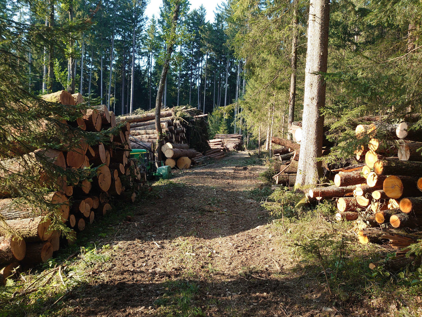 Baumfällung in Wundschuh von Forstunternehmen Julian Macek