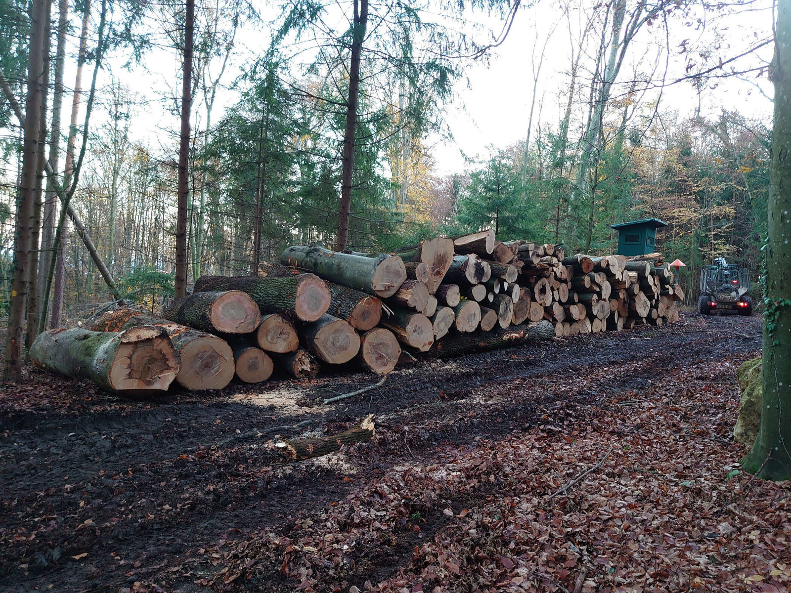 Baumfällung am Buchkogel von Forstunternehmen Julian Macek