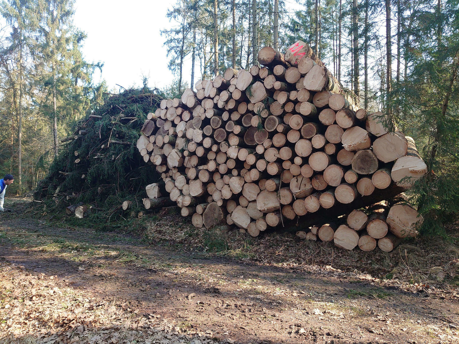 Baumfällung in Oberrakitsch von Forstunternehmen Julian Macek