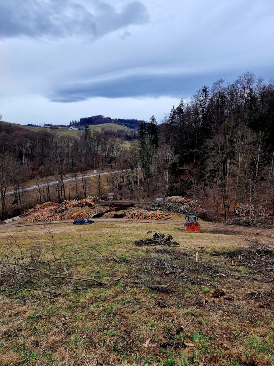 Holzschlägerung von Forstunternehmen Julian Macek Holzschlägerungen & Baumabtragungen