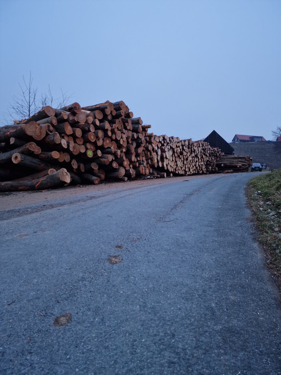 geschlägertes Holz von Forstunternehmen Julian Macek Holzschlägerungen & Baumabtragungen