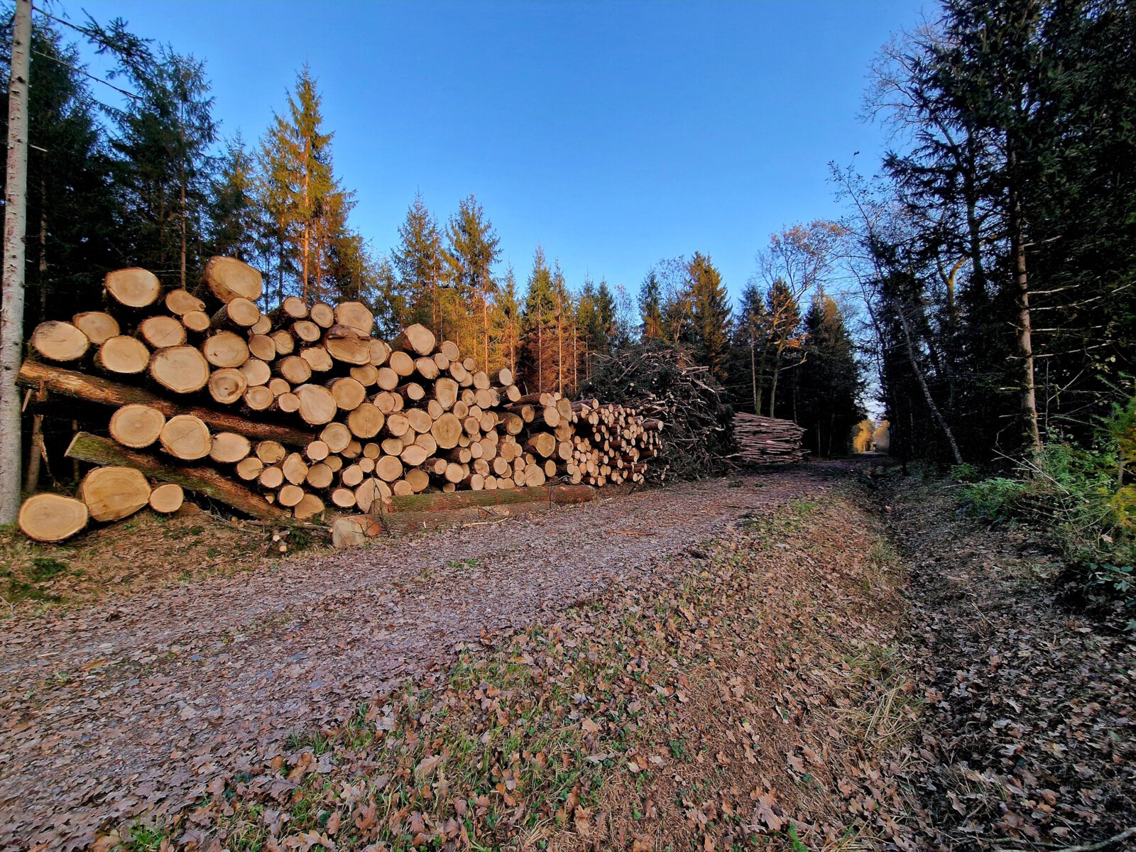 geschlägertes Holz von Forstunternehmen Julian Macek Holzschlägerungen & Baumabtragungen
